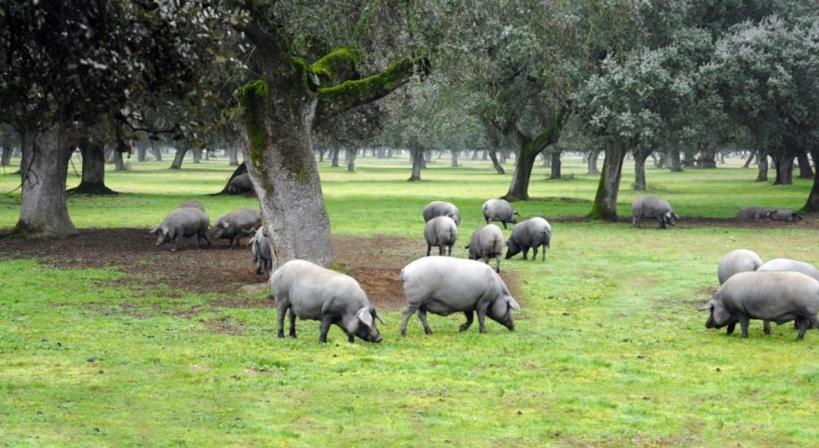 La Era De San Blas Fuentes de León Eksteriør billede